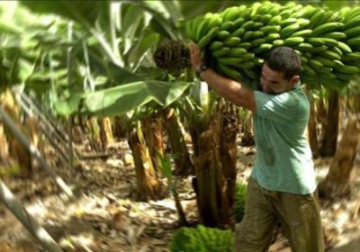 Investigación: Trabajadores bananeros bajo un régimen de violencia: violación de los derechos laborales (2014-2017)