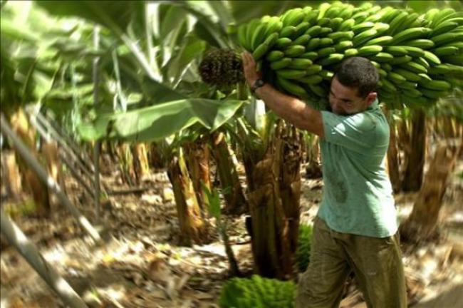 Investigación: Trabajadores bananeros bajo un régimen de violencia: violación de los derechos laborales (2014-2017)