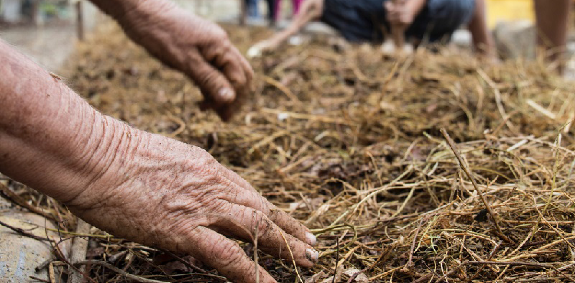 Covid-19: la enfermedad de la dependencia en el agro ecuatoriano.